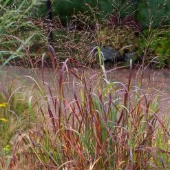 Shenandoah Switch Grass -Garden Care Sale saxon holt panicum shenandoah