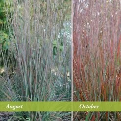 Standing Ovation Little Bluestem Grass 8 Standing Ovation Little Bluestem Grass -Garden Care Sale schizachyrium scop standing ovation august october 1 1
