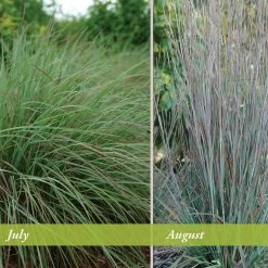 Standing Ovation Little Bluestem Grass 9 Standing Ovation Little Bluestem Grass -Garden Care Sale schizachyrium scop standing ovation july august 1 1