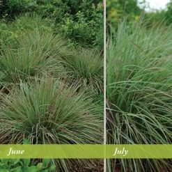 Standing Ovation Little Bluestem Grass 10 Standing Ovation Little Bluestem Grass -Garden Care Sale schizachyrium scop standing ovation june july 1 1