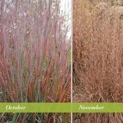 Standing Ovation Little Bluestem Grass 11 Standing Ovation Little Bluestem Grass -Garden Care Sale schizachyrium scop standing ovation october november 1 1