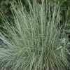 Prairie Blues Little Bluestem Grass -Garden Care Sale schizachyrium prairie blues walters gardens cropped