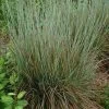 Standing Ovation Little Bluestem Grass 1 Standing Ovation Little Bluestem Grass -Garden Care Sale schizachyrium scop standing ovation 1 1