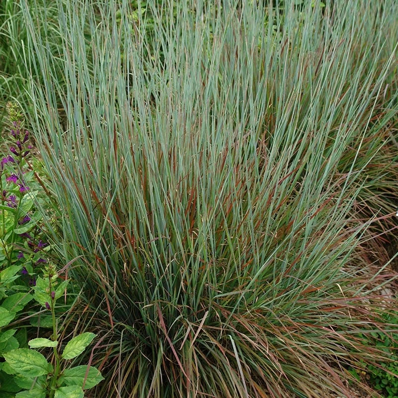 Standing Ovation Little Bluestem Grass 3 Standing Ovation Little Bluestem Grass