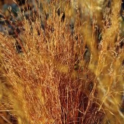 Blaze Little Bluestem Grass -Garden Care Sale schizachyrium scoparium blaze cropped 2