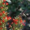 Royal Catchfly (Silene) 1 Royal Catchfly (Silene) -Garden Care Sale scott myrick hummingbird silene regia royal catch fly wa
