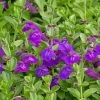 Dark Violet Skullcap (Scutellaria) -Garden Care Sale scutellaria dark violet close up flower
