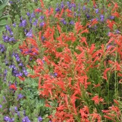 Compact Pineleaf Penstemon -Garden Care Sale scutellaria resinosa penstemon pinifolius compactum