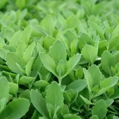 Autumn Fire Sedum 10 Autumn Fire Sedum -Garden Care Sale sed autumnfire fol northcreek nu