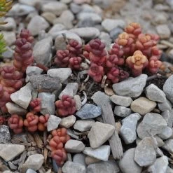 Old Man's Bones Sedum 9 Old Man's Bones Sedum -Garden Care Sale sedum globosum old mans bones growing 1