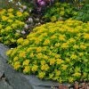 Orange Stonecrop 2 Orange Stonecrop -Garden Care Sale sedum kamtschaticum 1