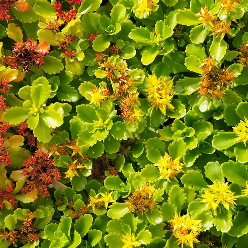 Orange Stonecrop 4 Orange Stonecrop - Image 2