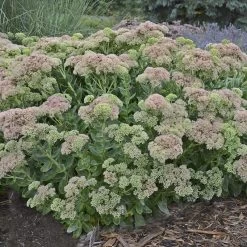 Autumn Fire Sedum 12 Autumn Fire Sedum -Garden Care Sale sedum autumn fire whole plant e