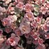 Voodoo Sedum 2 Voodoo Sedum -Garden Care Sale sedum purium voo doo 001 720x720 72 rgb
