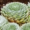 Cobweb Hens And Chicks -Garden Care Sale sempervivum arachnoideum 3