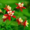 Red Hobbit Columbine -Garden Care Sale shutterstock 42234346 aquilegia caerulea red hobbit 1