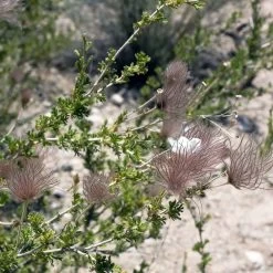 Apache Plume (Fallugia) 14 Apache Plume (Fallugia) -Garden Care Sale shutterstock apache plume fallugia paradoxa 3 cropped
