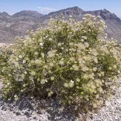 Apache Plume (Fallugia) 13 Apache Plume (Fallugia) -Garden Care Sale shutterstock apache plume fallugia paradoxa 4 cropped