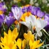 Snow Crocus Mix 1 Snow Crocus Mix -Garden Care Sale snow crocus mix 1