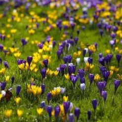 Snow Crocus Mix -Garden Care Sale snow crocus mix lawn