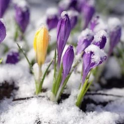 Snow Crocus Mix -Garden Care Sale snow crocus mix snow covered