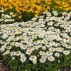 Snowcap Shasta Daisy -Garden Care Sale snowcap shasta daisy 1