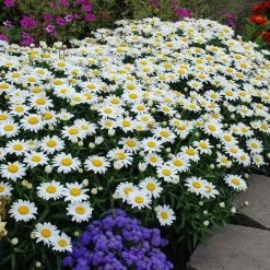 Snowcap Shasta Daisy 6 Snowcap Shasta Daisy -Garden Care Sale snowcap shasta daisy 2