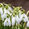 Snowdrops 1 Snowdrops -Garden Care Sale snowdrops green white 530249788 cropped