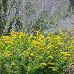 Golden Fleece Goldenrod (Solidago) 7 Golden Fleece Goldenrod (Solidago) -Garden Care Sale solidago golden fleece russian sage perovskia atriplicifolia