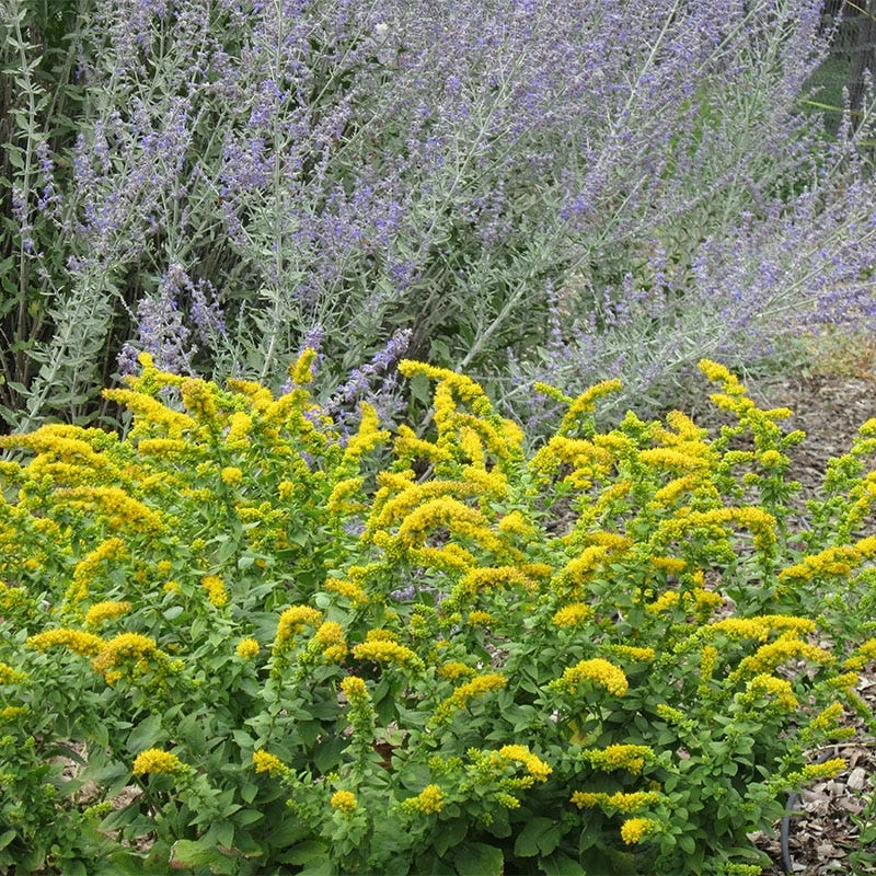 Golden Fleece Goldenrod (Solidago) 5 Golden Fleece Goldenrod (Solidago) - Image 3