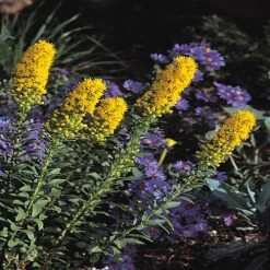 Golden Torch Goldenrod (Wichita Mountains Solidago) -Garden Care Sale solidago wichita mountains 91926 web