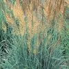 Llano Indian Grass 1 Llano Indian Grass -Garden Care Sale sorghastrum nutans llano 1 2
