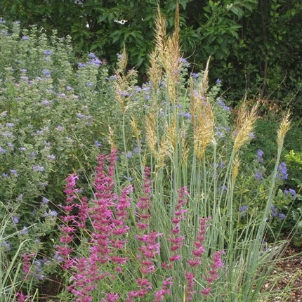 Llano Indian Grass 4 Llano Indian Grass - Image 2