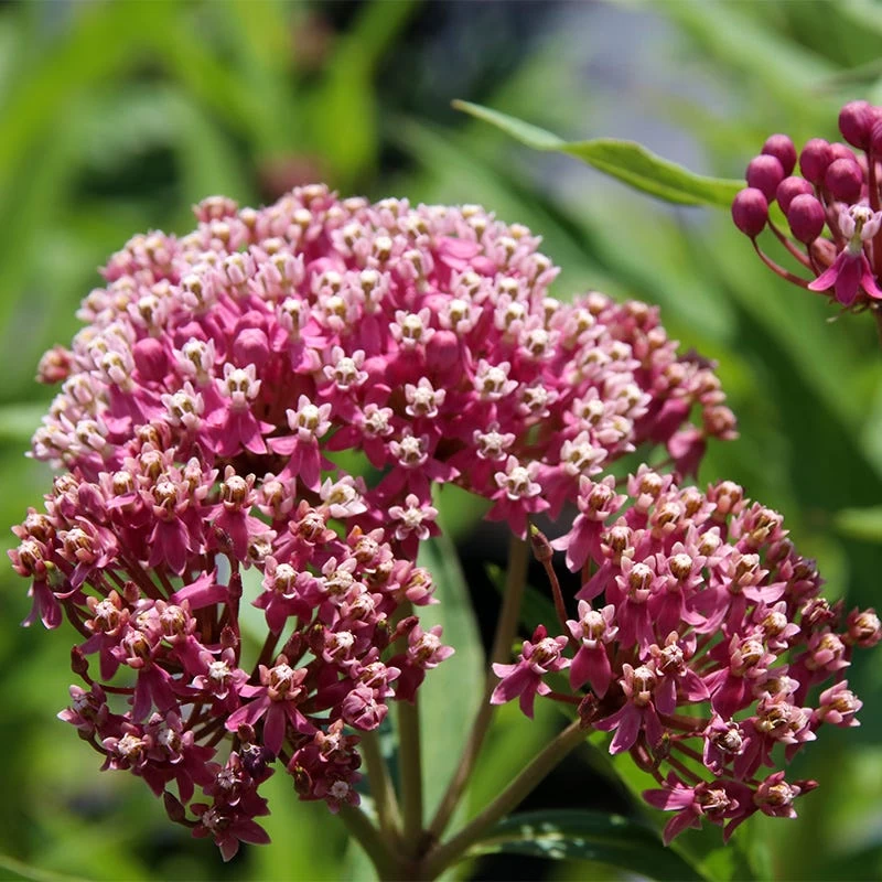 Soulmate Swamp Milkweed 4 Soulmate Swamp Milkweed - Image 2