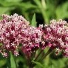 Soulmate Swamp Milkweed 2 Soulmate Swamp Milkweed -Garden Care Sale soulmate milkweed asclepias incarnata