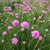 Splendens Armeria -Garden Care Sale splendens sea thrift armeria maritima splendens flowres