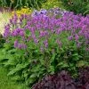 Hummelo Betony -Garden Care Sale stachys monieri hummelo 1