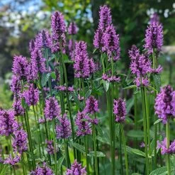 Hummelo Betony -Garden Care Sale stachys monieri hummelo 2