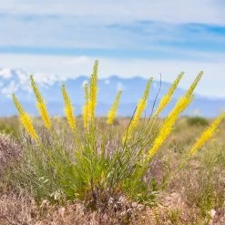 Prince's Plume -Garden Care Sale stanleya pinnata princes plume 2