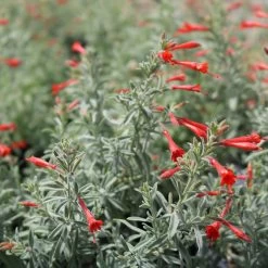 Stardust Hummingbird Trumpet (Zauschneria) -Garden Care Sale stardust zauschneria 2