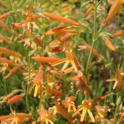 SteppeSuns® Sunset Glow Penstemon -Garden Care Sale steppesuns sunset glow penstemon flowers
