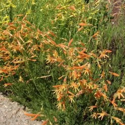 SteppeSuns® Sunset Glow Penstemon -Garden Care Sale steppesuns sunset glow penstemon orange