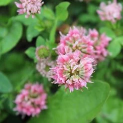 Alternative Lawn Wildflower Seed Mix -Garden Care Sale strawberry clover close up
