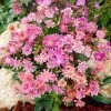Sunset Strain Lewisia 2 Sunset Strain Lewisia -Garden Care Sale sunset strain lewisia rock garden