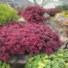 SunSparkler® Dazzleberry Sedum -Garden Care Sale sunsparkler dazzleberry sedum 1