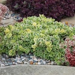 SunSparkler® Lime Twister Sedum -Garden Care Sale sunsparkler lime twister sedum