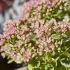 SunSparkler® Lime Twister Sedum -Garden Care Sale sunsparkler lime twister sedum close up