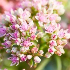 SunSparkler® Lime Twister Sedum -Garden Care Sale sunsparkler lime twister sedum pink flowers