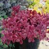 SunSparkler® Wildfire Sedum -Garden Care Sale sunsparkler wildfire sedum container 2