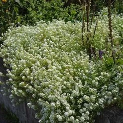 Alternative Lawn Wildflower Seed Mix -Garden Care Sale sweet alyssum